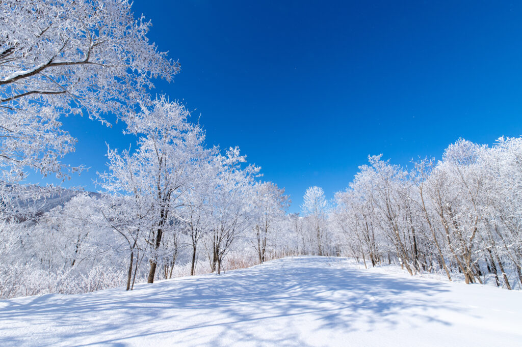 北海道冬の風景　富良野の樹氷